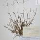 Fotografia 1 de herbário da espécie Digitaria ischaemum no Jardim Botânico UTAD