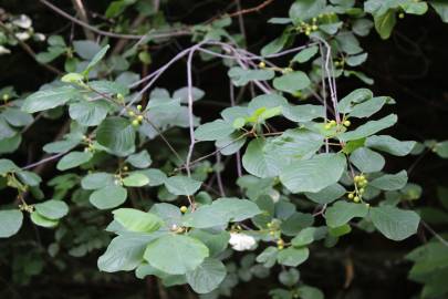 Fotografia da espécie Frangula alnus