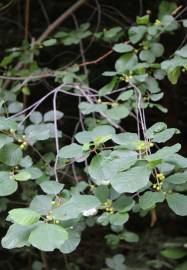 Fotografia da espécie Frangula alnus