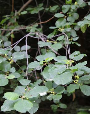 Fotografia 5 da espécie Frangula alnus no Jardim Botânico UTAD