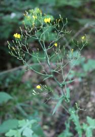 Fotografia da espécie Lapsana communis subesp. communis