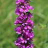 Fotografia 8 da espécie Lythrum salicaria do Jardim Botânico UTAD