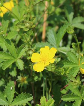 Fotografia 1 da espécie Potentilla reptans no Jardim Botânico UTAD