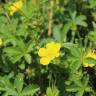 Fotografia 1 da espécie Potentilla reptans do Jardim Botânico UTAD