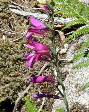 Fotografia 2 da espécie Gladiolus communis no Jardim Botânico UTAD