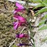 Fotografia 2 da espécie Gladiolus communis do Jardim Botânico UTAD