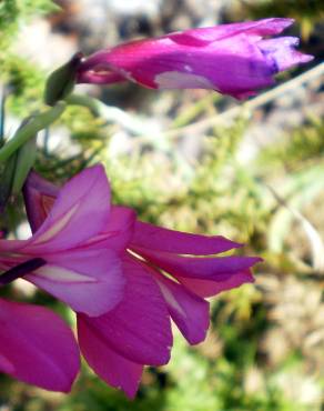 Fotografia 3 da espécie Gladiolus communis no Jardim Botânico UTAD