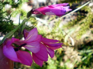 Fotografia da espécie Gladiolus communis