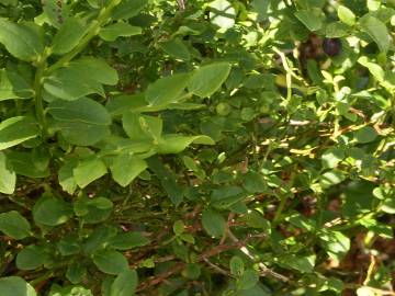 Fotografia da espécie Vaccinium myrtillus