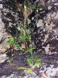 Fotografia da espécie Centaurea ornata