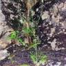 Fotografia 2 da espécie Centaurea ornata do Jardim Botânico UTAD