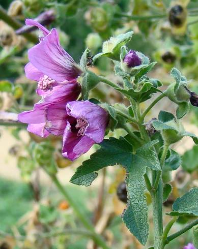 Fotografia de capa Lavatera arborea - do Jardim Botânico