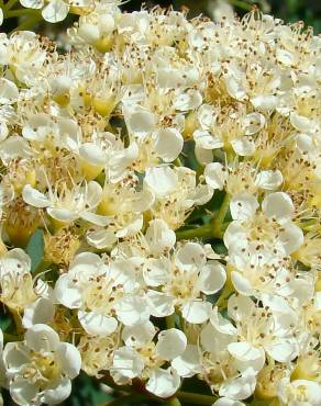 Fotografia 1 da espécie Sorbus aucuparia no Jardim Botânico UTAD