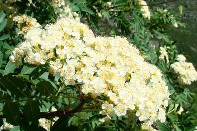 Fotografia da espécie Sorbus aucuparia