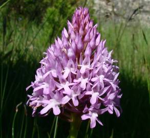 Fotografia da espécie Anacamptis pyramidalis