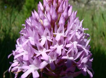 Fotografia da espécie Anacamptis pyramidalis