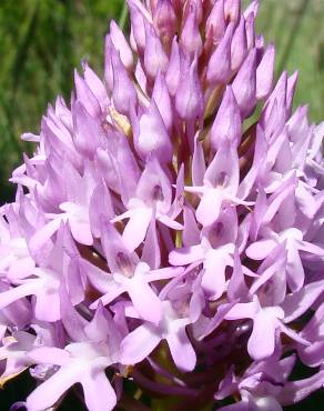 Fotografia 4 da espécie Anacamptis pyramidalis no Jardim Botânico UTAD