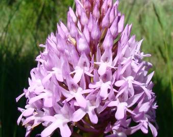 Fotografia da espécie Anacamptis pyramidalis