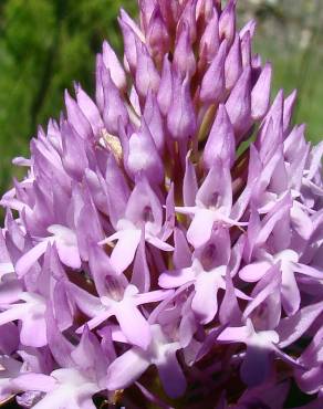 Fotografia 5 da espécie Anacamptis pyramidalis no Jardim Botânico UTAD