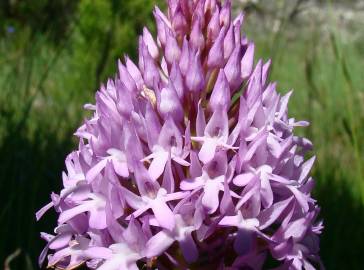 Fotografia da espécie Anacamptis pyramidalis