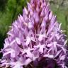 Fotografia 5 da espécie Anacamptis pyramidalis do Jardim Botânico UTAD