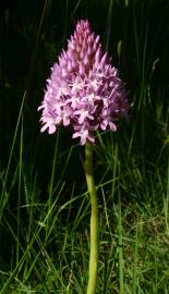 Fotografia da espécie Anacamptis pyramidalis