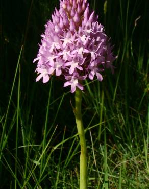 Fotografia 6 da espécie Anacamptis pyramidalis no Jardim Botânico UTAD