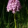 Fotografia 6 da espécie Anacamptis pyramidalis do Jardim Botânico UTAD