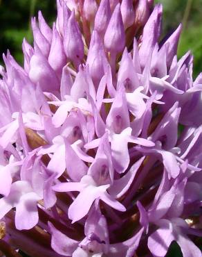 Fotografia 8 da espécie Anacamptis pyramidalis no Jardim Botânico UTAD