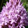 Fotografia 8 da espécie Anacamptis pyramidalis do Jardim Botânico UTAD