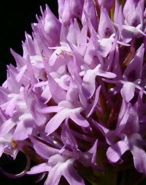 Fotografia 9 da espécie Anacamptis pyramidalis no Jardim Botânico UTAD