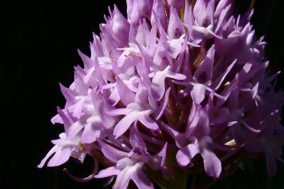 Fotografia da espécie Anacamptis pyramidalis