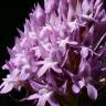 Fotografia 9 da espécie Anacamptis pyramidalis do Jardim Botânico UTAD