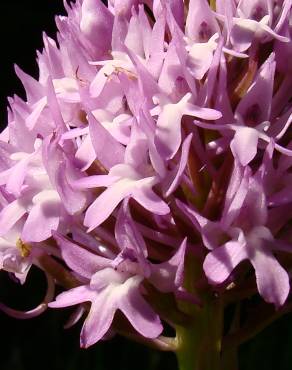 Fotografia 10 da espécie Anacamptis pyramidalis no Jardim Botânico UTAD