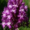 Fotografia 11 da espécie Anacamptis pyramidalis do Jardim Botânico UTAD