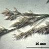 Fotografia de lupa 1 da espécie Agrostis capillaris no Jardim Botânico