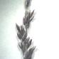Fotografia 1 de lupa espécie Agrostis hesperica no Jardim Botânico
