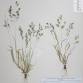 Fotografia 1 de herbário da espécie Agrostis pourretii no Jardim Botânico UTAD