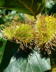 Fagus sylvatica