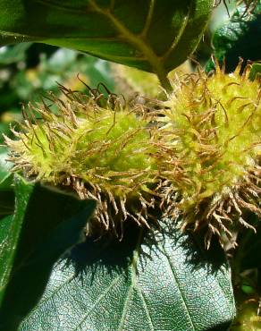 Fotografia 1 da espécie Fagus sylvatica no Jardim Botânico UTAD