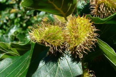 Fotografia da espécie Fagus sylvatica