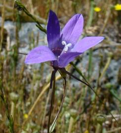 Fotografia da espécie Campanula lusitanica subesp. lusitanica