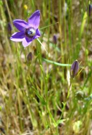 Fotografia da espécie Campanula lusitanica subesp. lusitanica