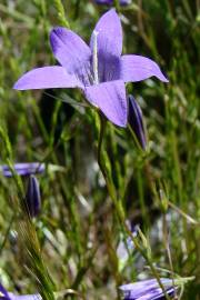 Fotografia da espécie Campanula lusitanica subesp. lusitanica