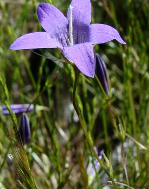 Fotografia 4 da espécie Campanula lusitanica subesp. lusitanica no Jardim Botânico UTAD