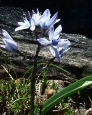 Fotografia da espécie Scilla verna