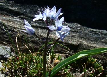 Fotografia da espécie Scilla verna subesp. ramburei