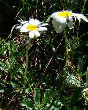 Fotografia da espécie Phalacrocarpum oppositifolium