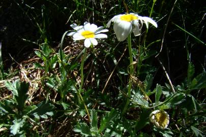 Fotografia da espécie Phalacrocarpum oppositifolium