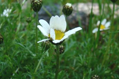 Fotografia da espécie Phalacrocarpum oppositifolium